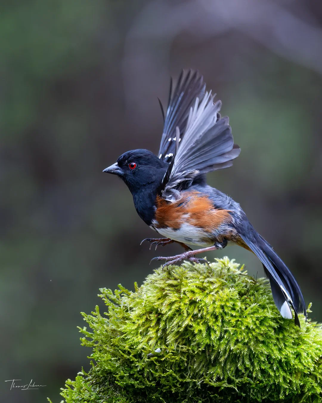 Eastern Towhee, Vancouver Island, BC