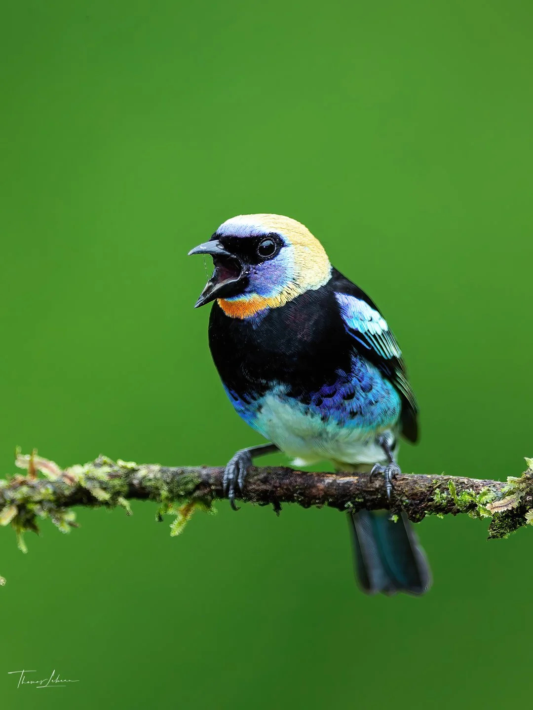 Golden-hooded Tanager, Caribbean slopes, northwestern Costa Rica