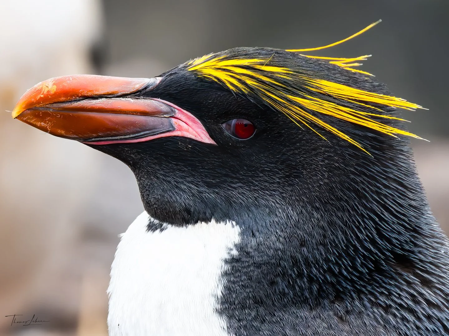 Macaroni penguin (Eudyptes chrysolophus), in the rockhopper colony on Bleaker Island, Falklands