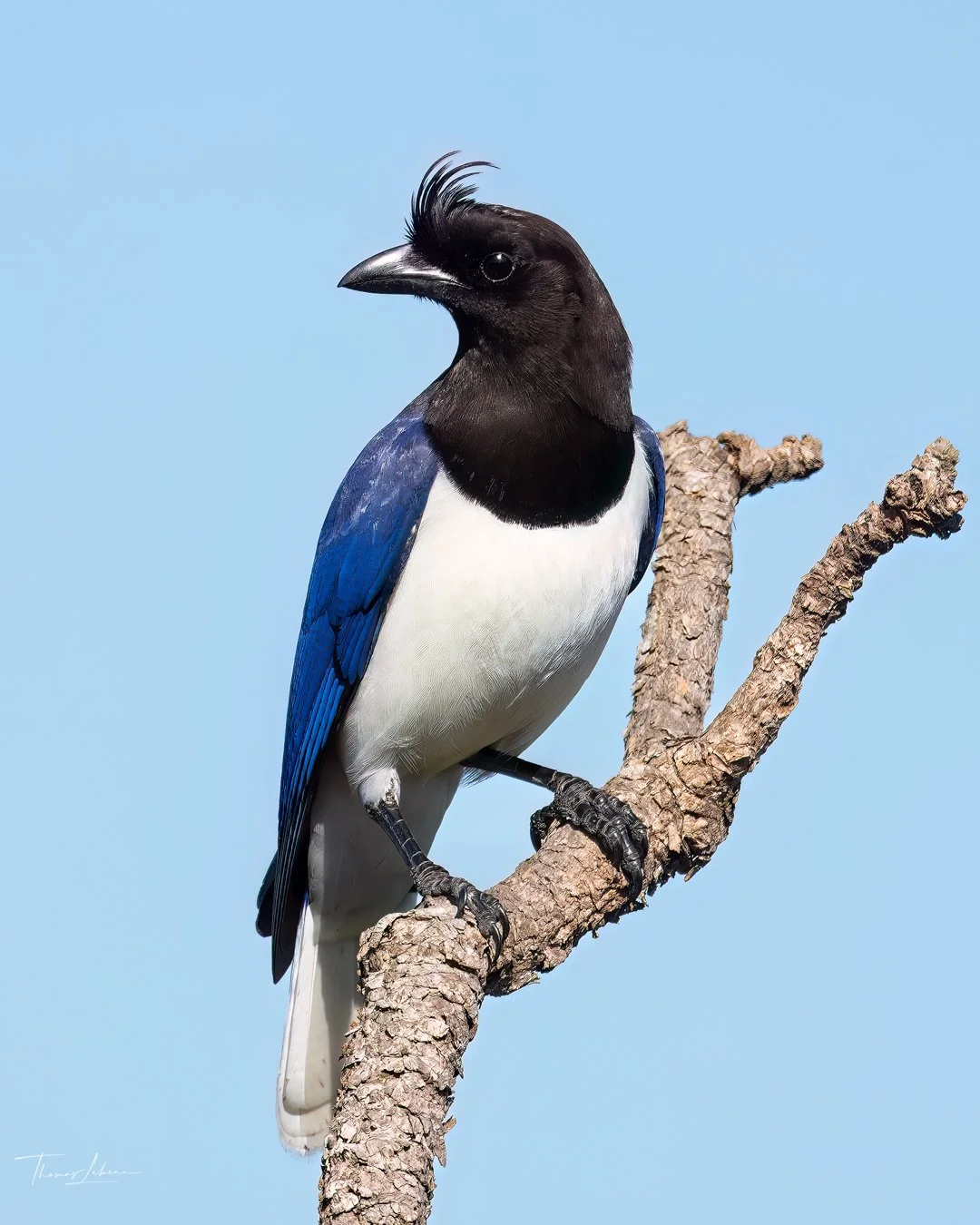 Curl-crested Jay, Cuiaba, Brazil