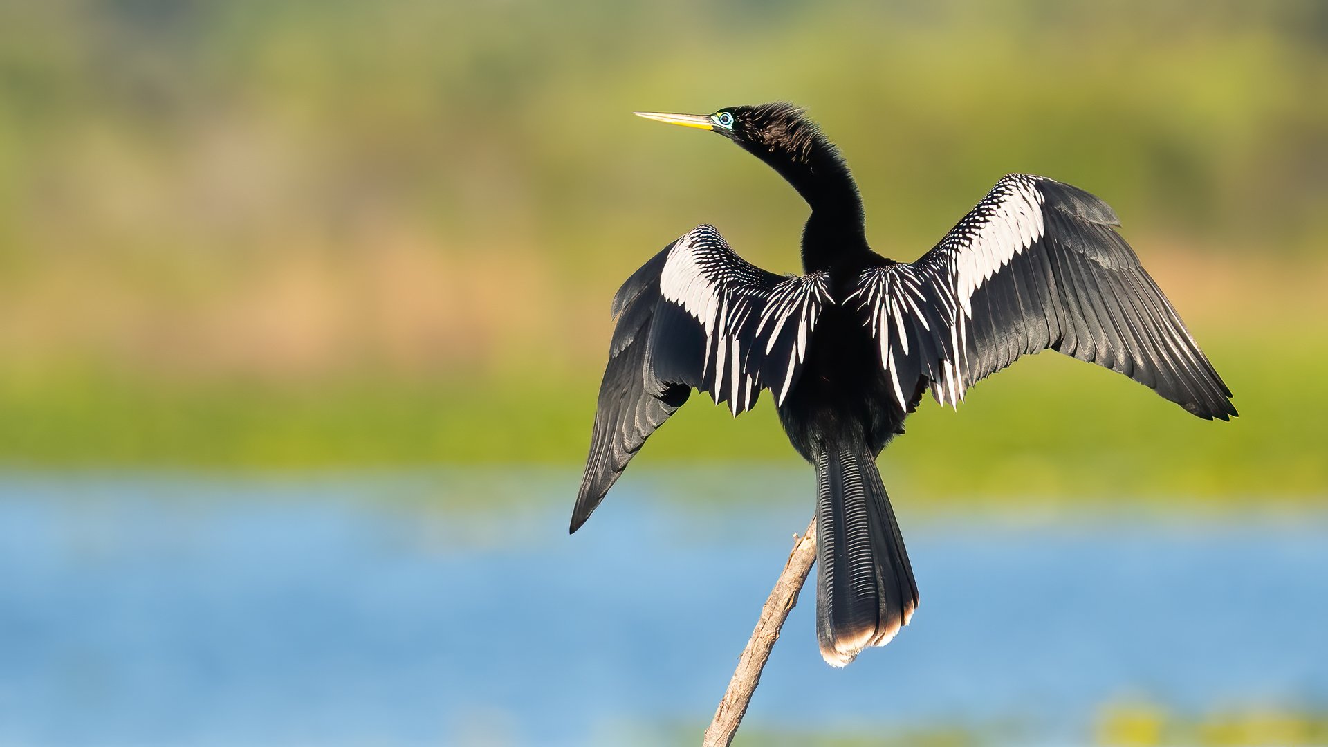 Anhinga drying its wings in the sun, lake Kissimmee, Central Florida