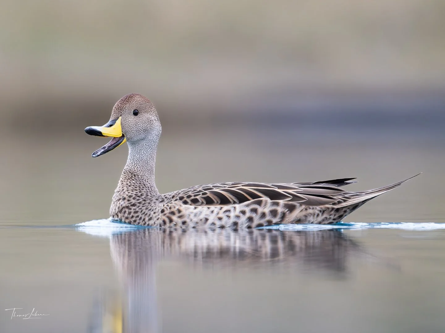 Yellow-billed Pintail 4.jpg