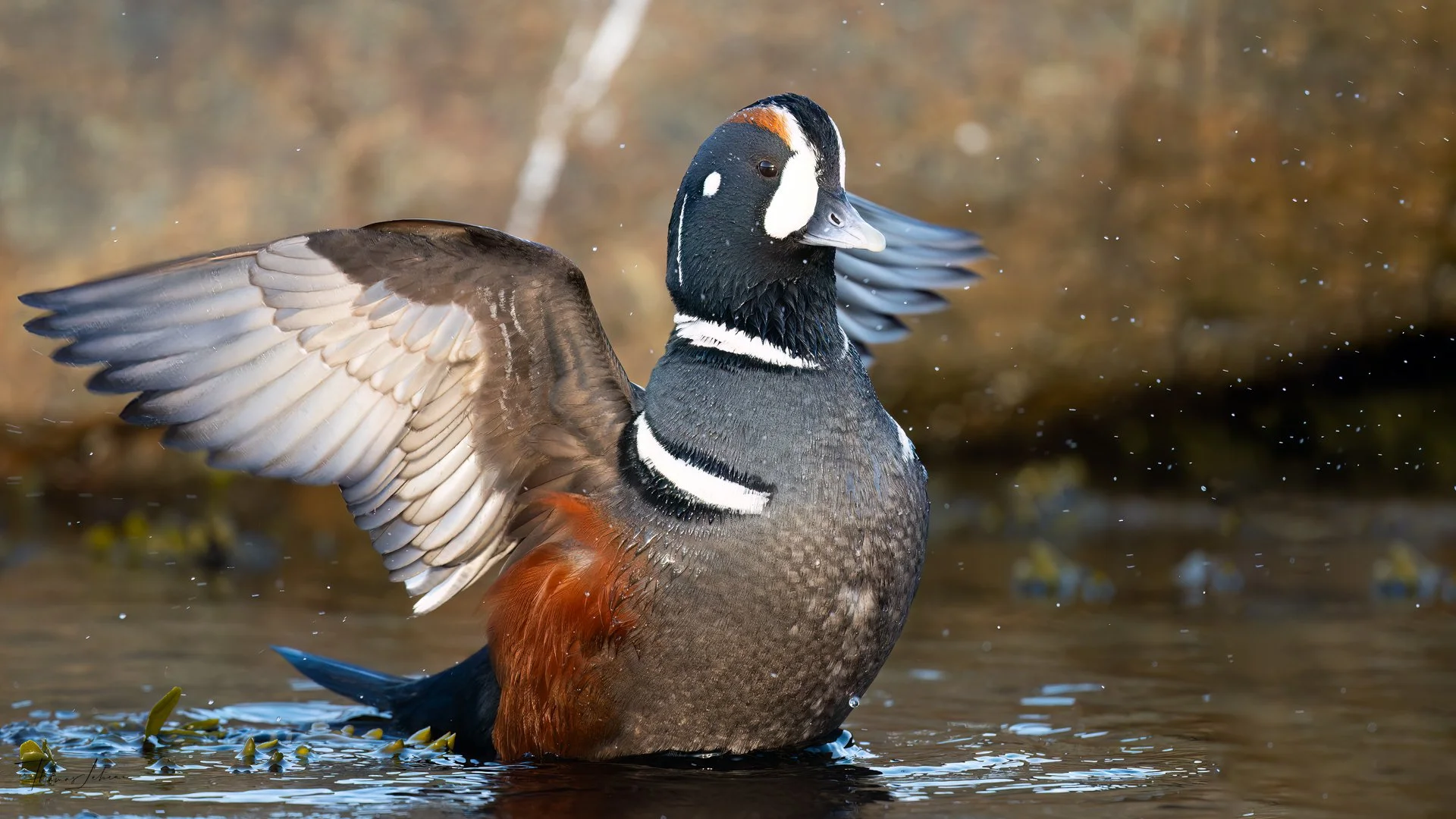Harlequin Duck, Clover Point, Victoria, BC