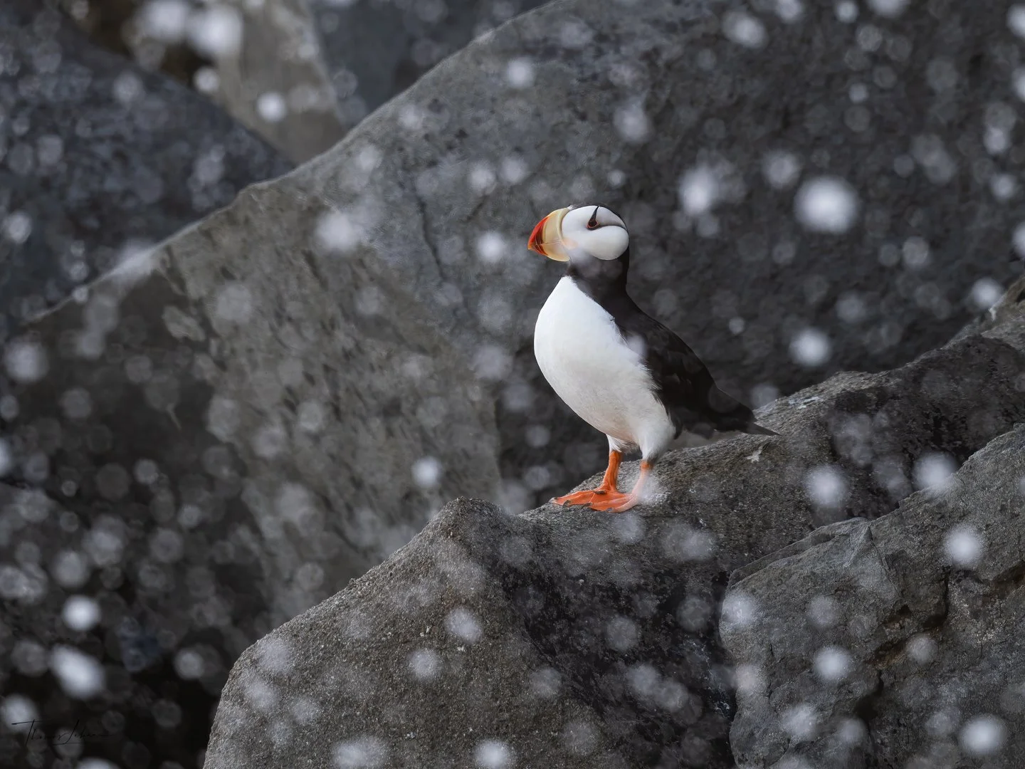Horned Puffin, Duck Island, Cook Inlet, near Lake Clark National Park, Alaska