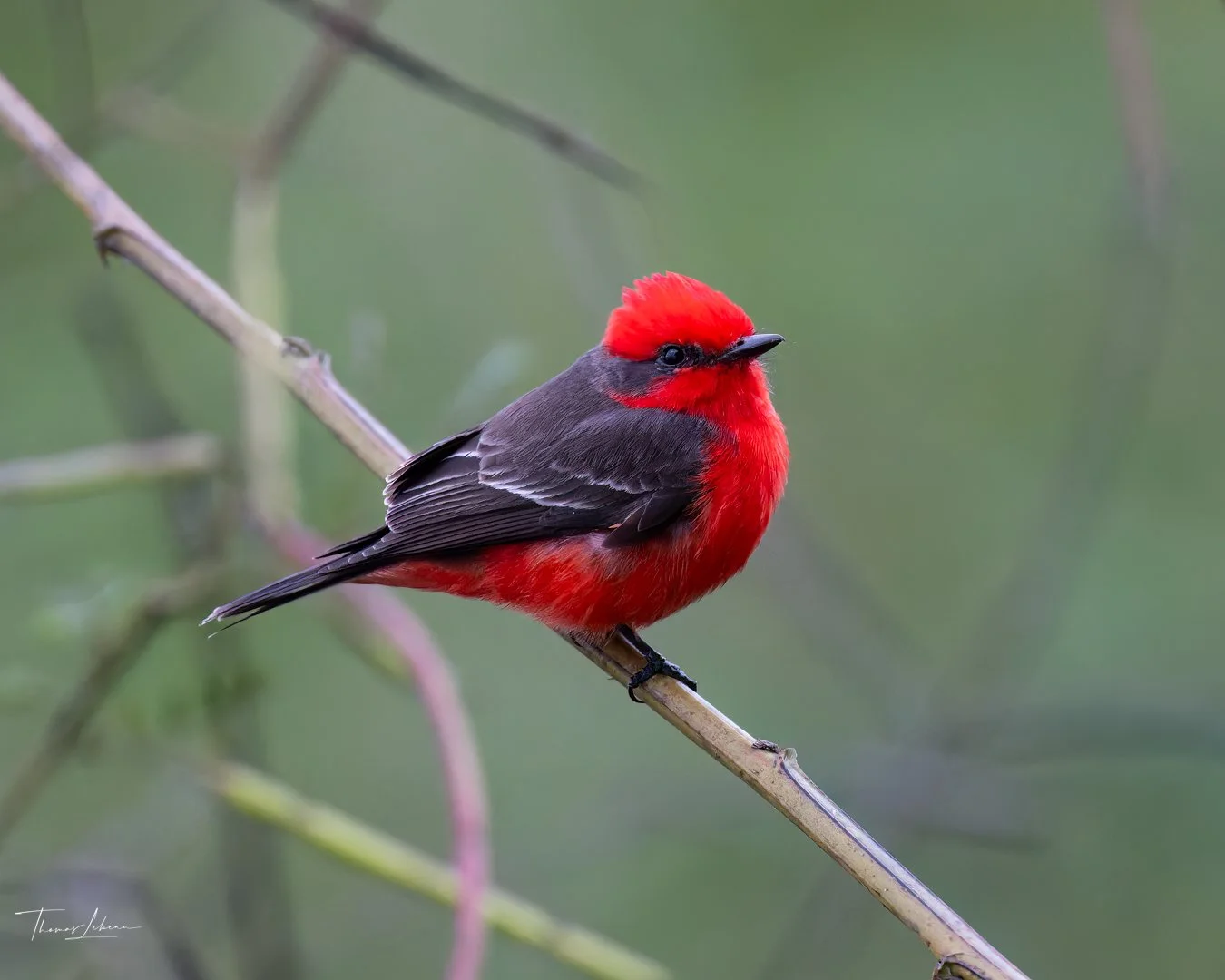 Vermillion Flycatcher, Cuiaba River, Pantanal, Brazil