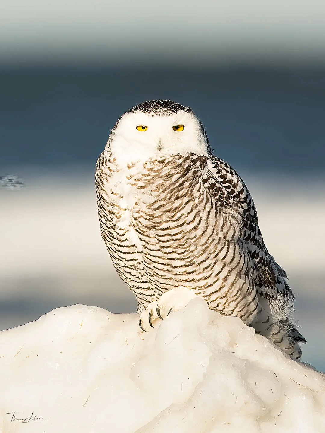 Snowy Owl on ice, Crane Beach, MA