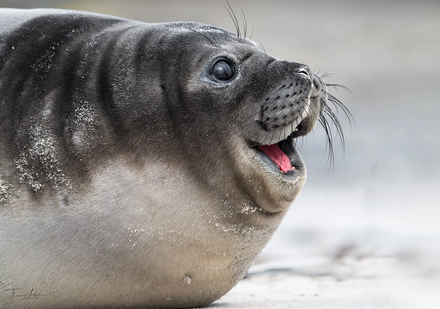 Sea Lion pup on Sea Lion Island, Falklands
