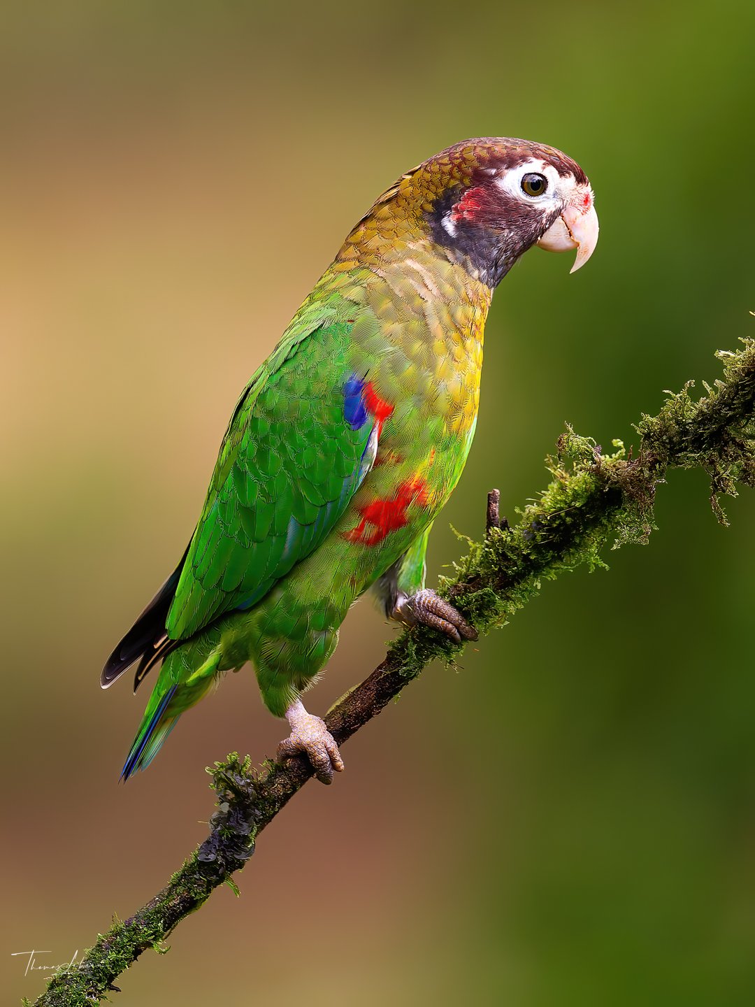 Brown-headed Parrot, Caribbean slopes, north eastern Costa Rica