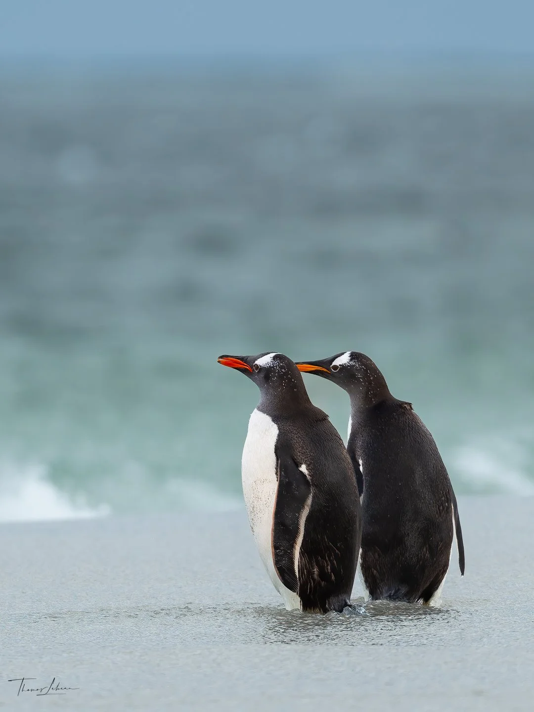 Gentoo Pinguins contemplating the vast ocean, Bleaker Island