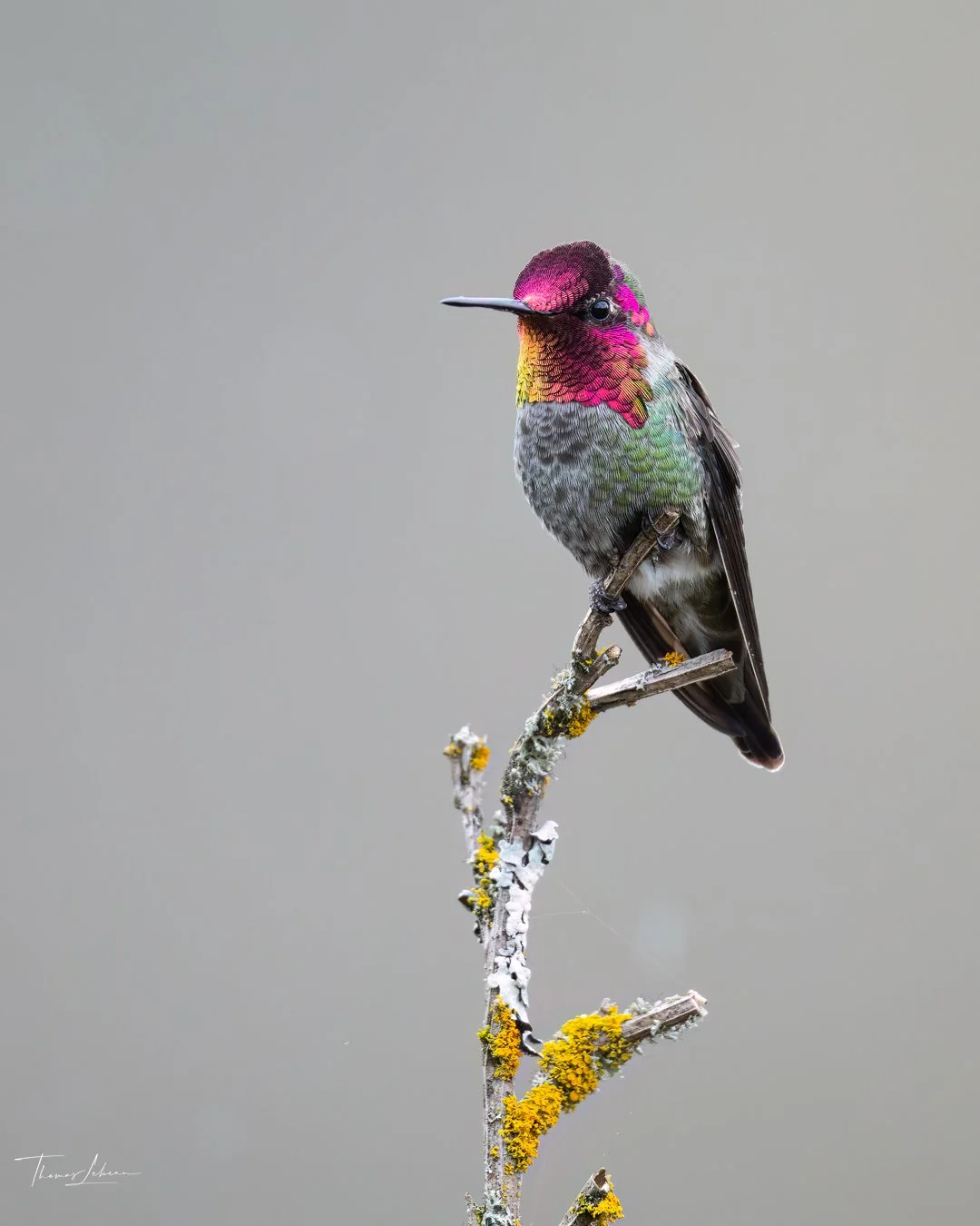 Anna's Hummingbird, Vancouver Island, BC