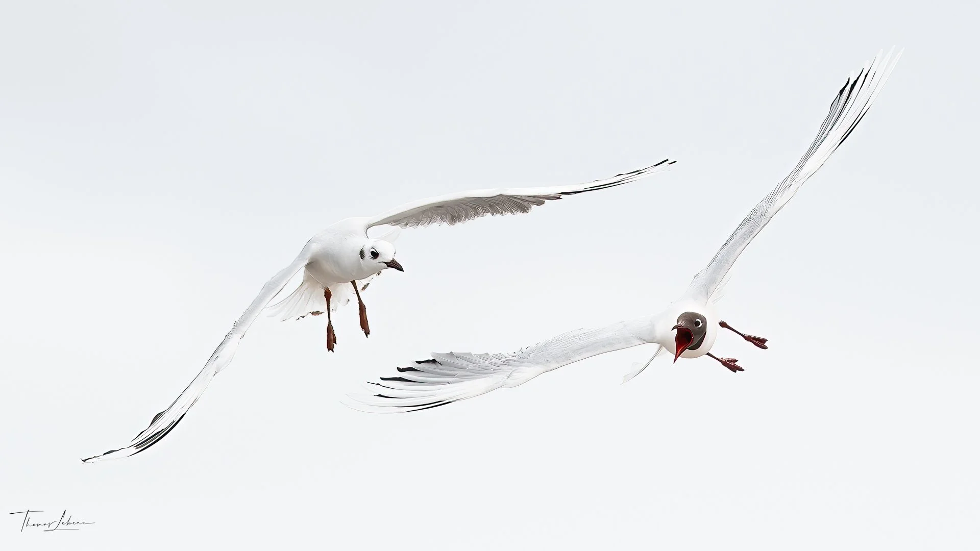 Brown-headed Gull in hot pursuit, Volunteer Point, East Falklands