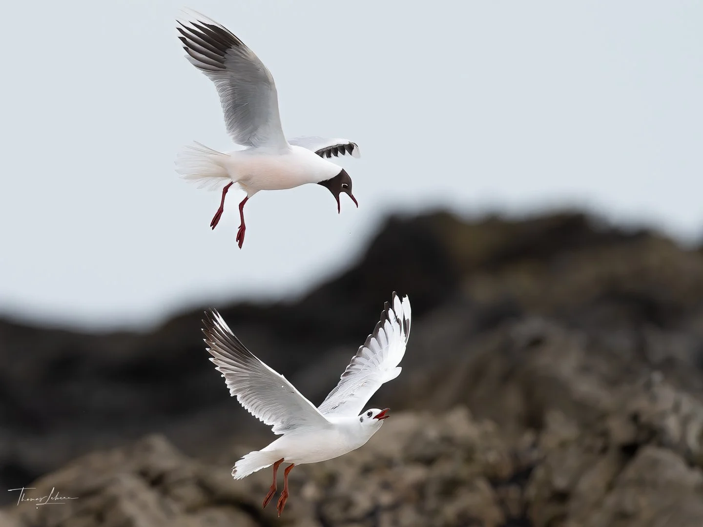 Brown-headed Gull & tern, Volunteer Point, East Falklands