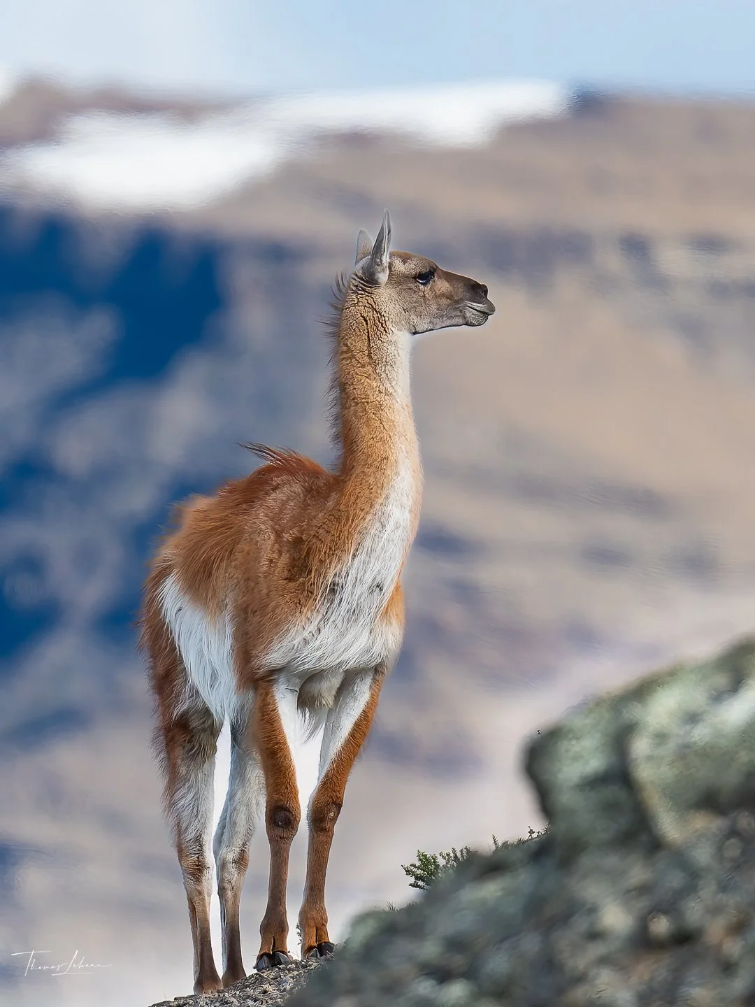 Guanaco, Torres del Paine (Patagonia)