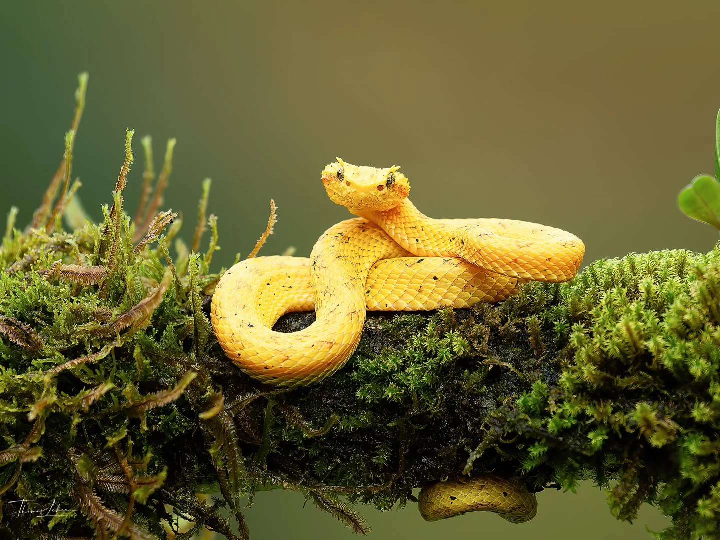 Eye-lashed Viper, Caribbean slopes, north eastern Costa Rica