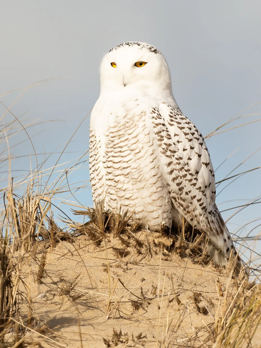 Snowy Owl at Crane beach
