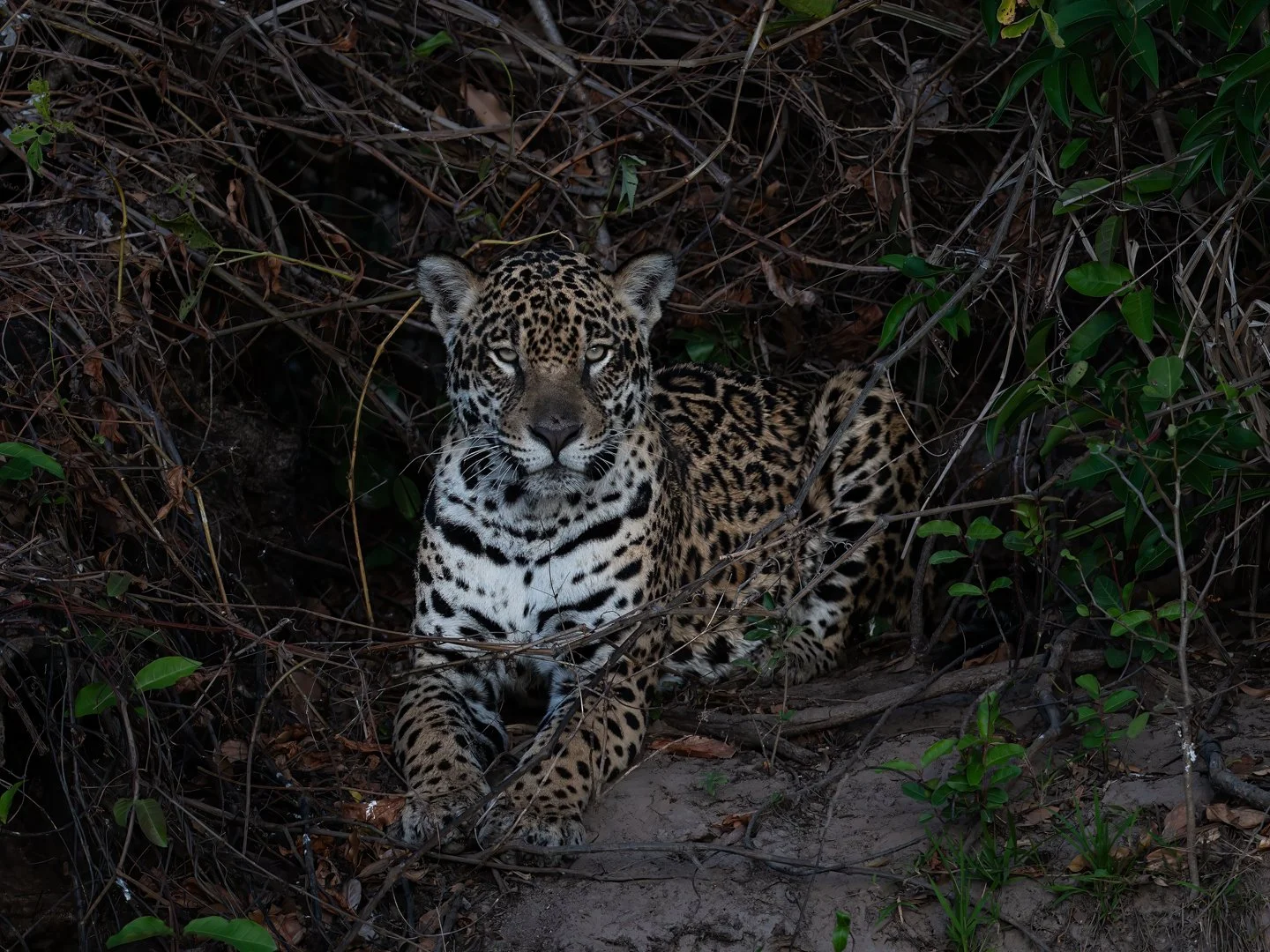 Jaguar, Cuiaba River near Porto Jofre, Pantanal, Brazil