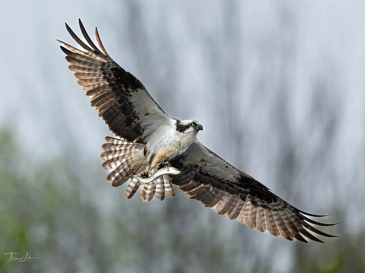Osprey with catch, Lynn, MA