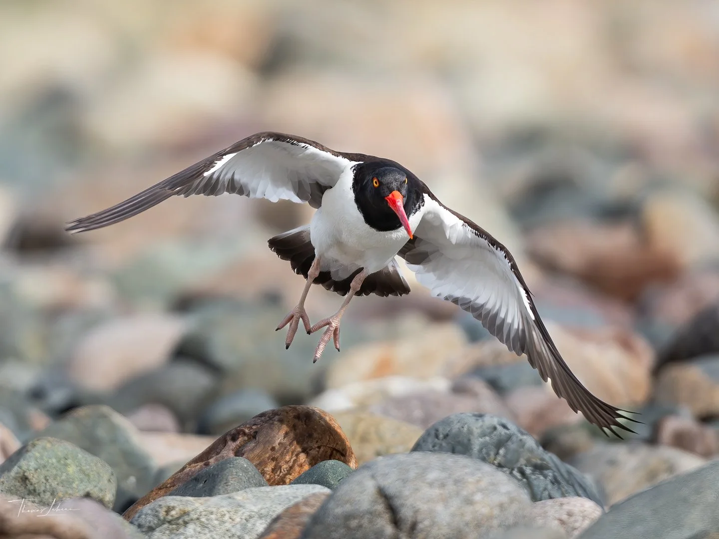 Oystercatcher taking off (Winthrop, MA)