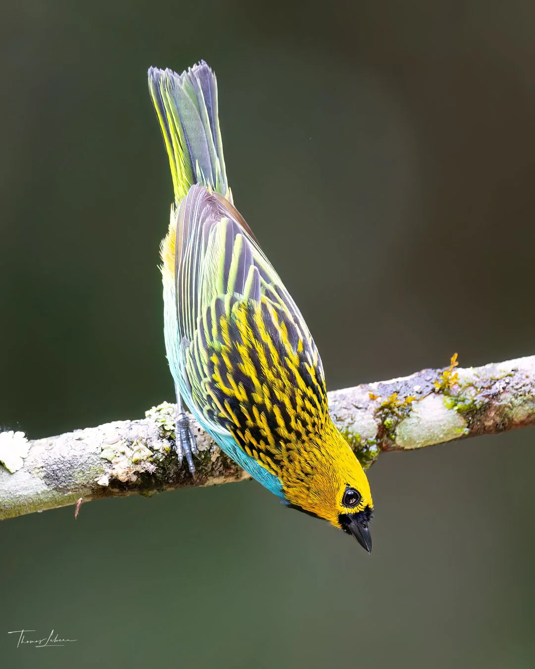 Gilt-edged Tanager, Atlantic Rainforest, Ubatuba, Brazil