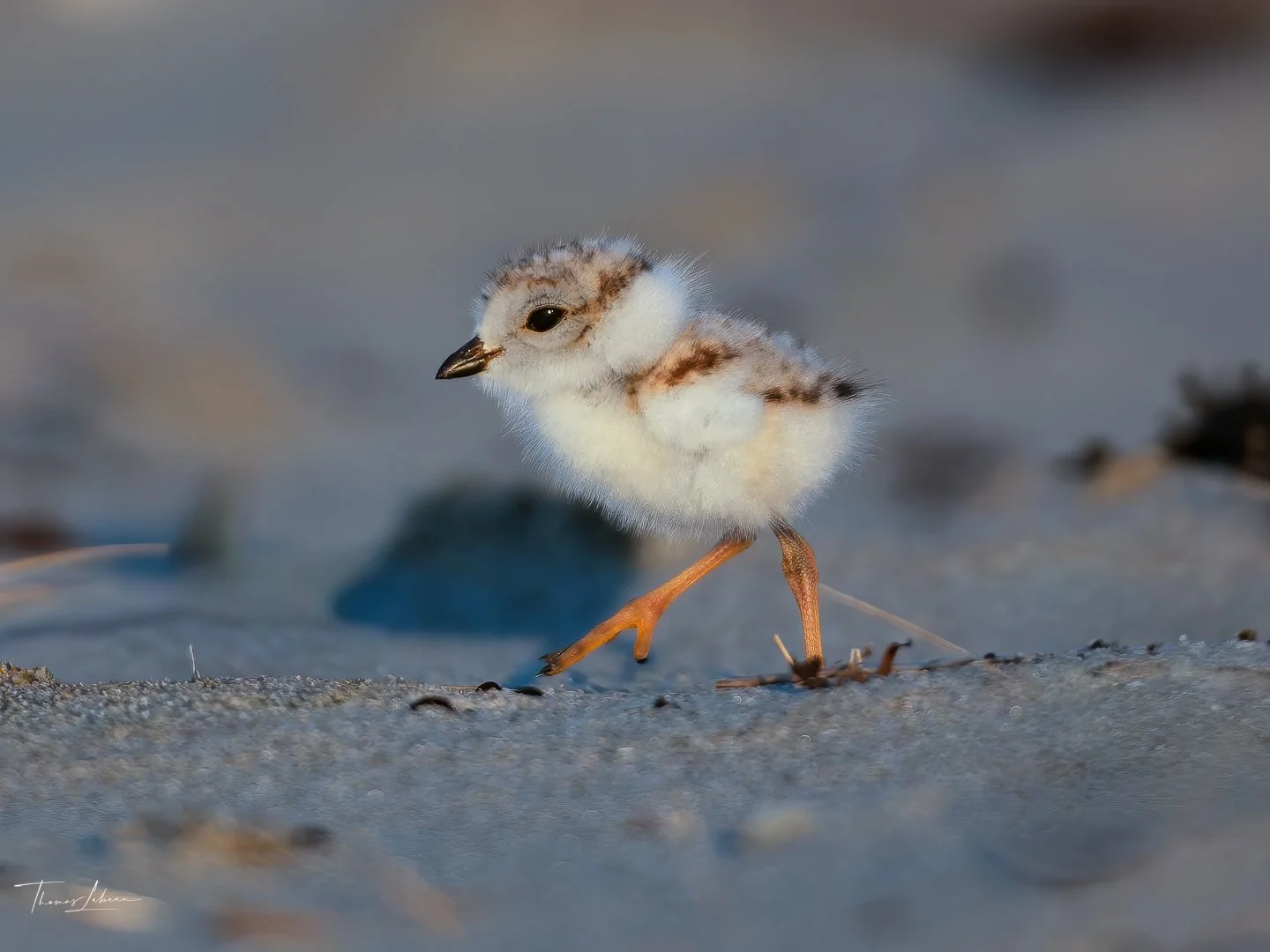 Piping Plover Chick (Winthrop, MA)