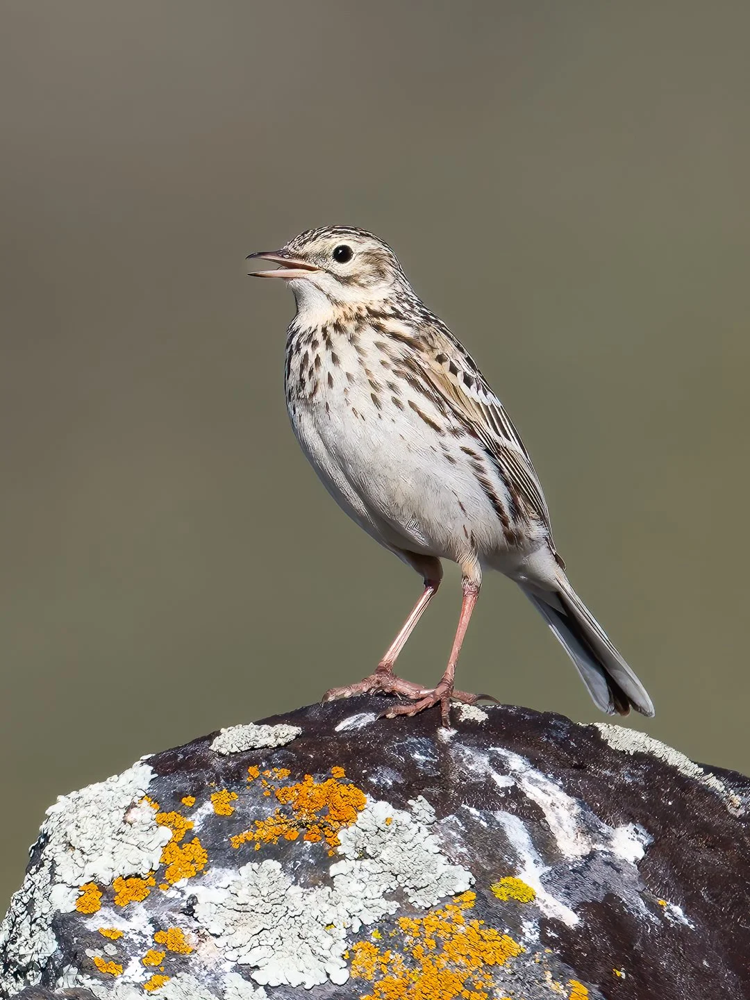 Correndera Pipit (Bailarin Chico), Torres del Paine (Patagonia)