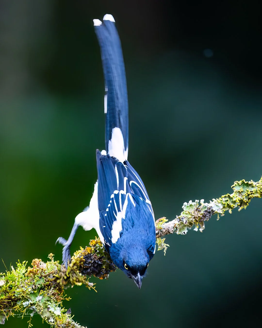Magpie Tanager, Atlantic Rainforest, Brazil