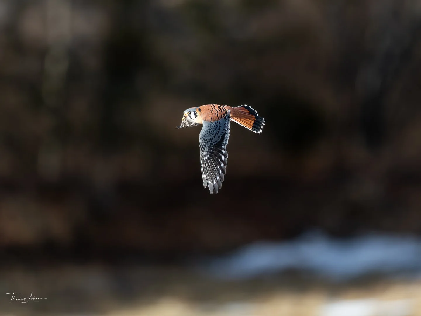 American Kestrel in Amesbury