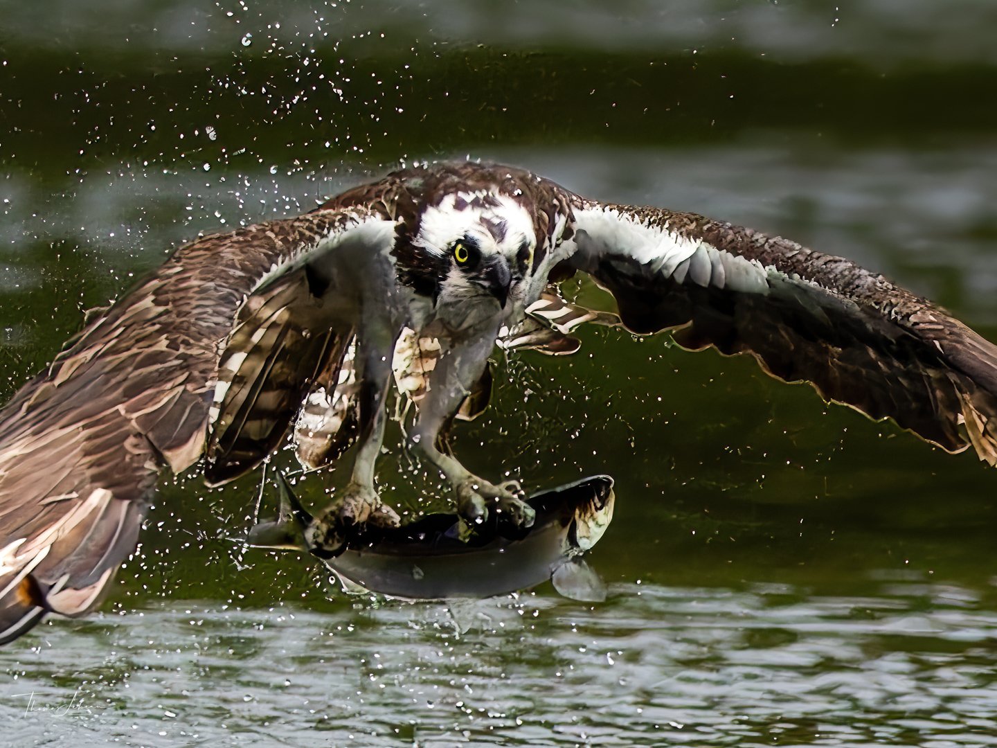 Osprey fishing in Warren, VT