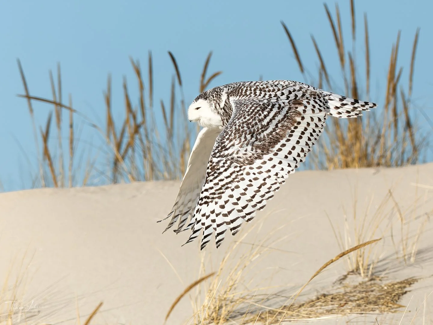 Snowy Owl, dune trailer, Crane Beach