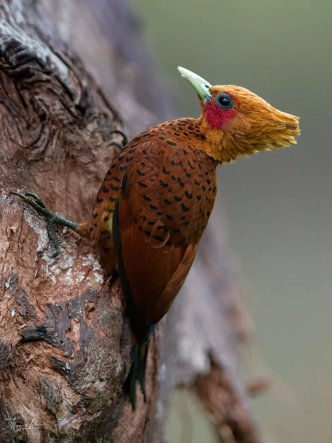 Chestnut-colored Woodpecker (male), north eastern Costa Rica, near the Nicaragua border