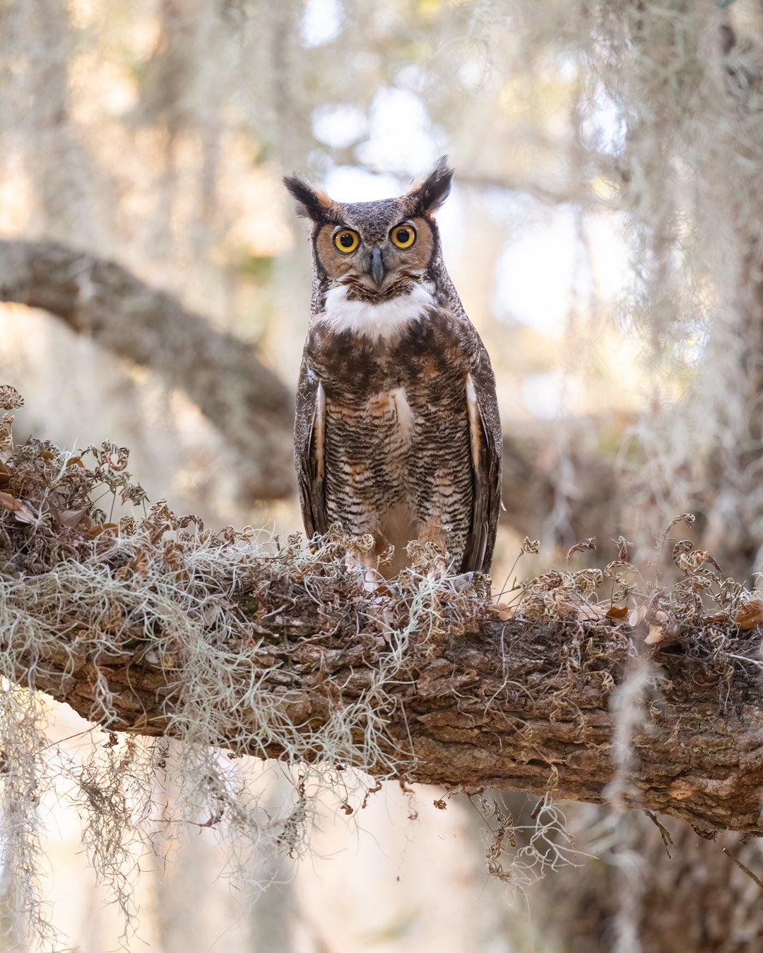 Great Horned Owl, Central Florida