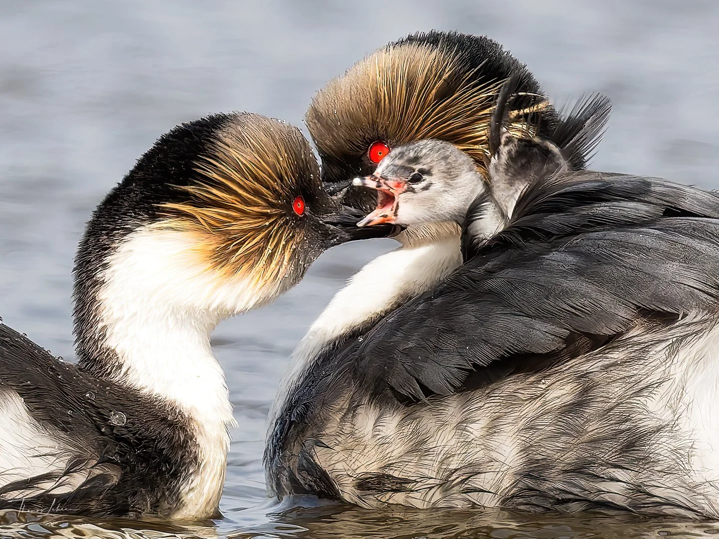 Silvery Grebes (Blanquillo), male feeding chick, Sea Lion Island, Falklands
