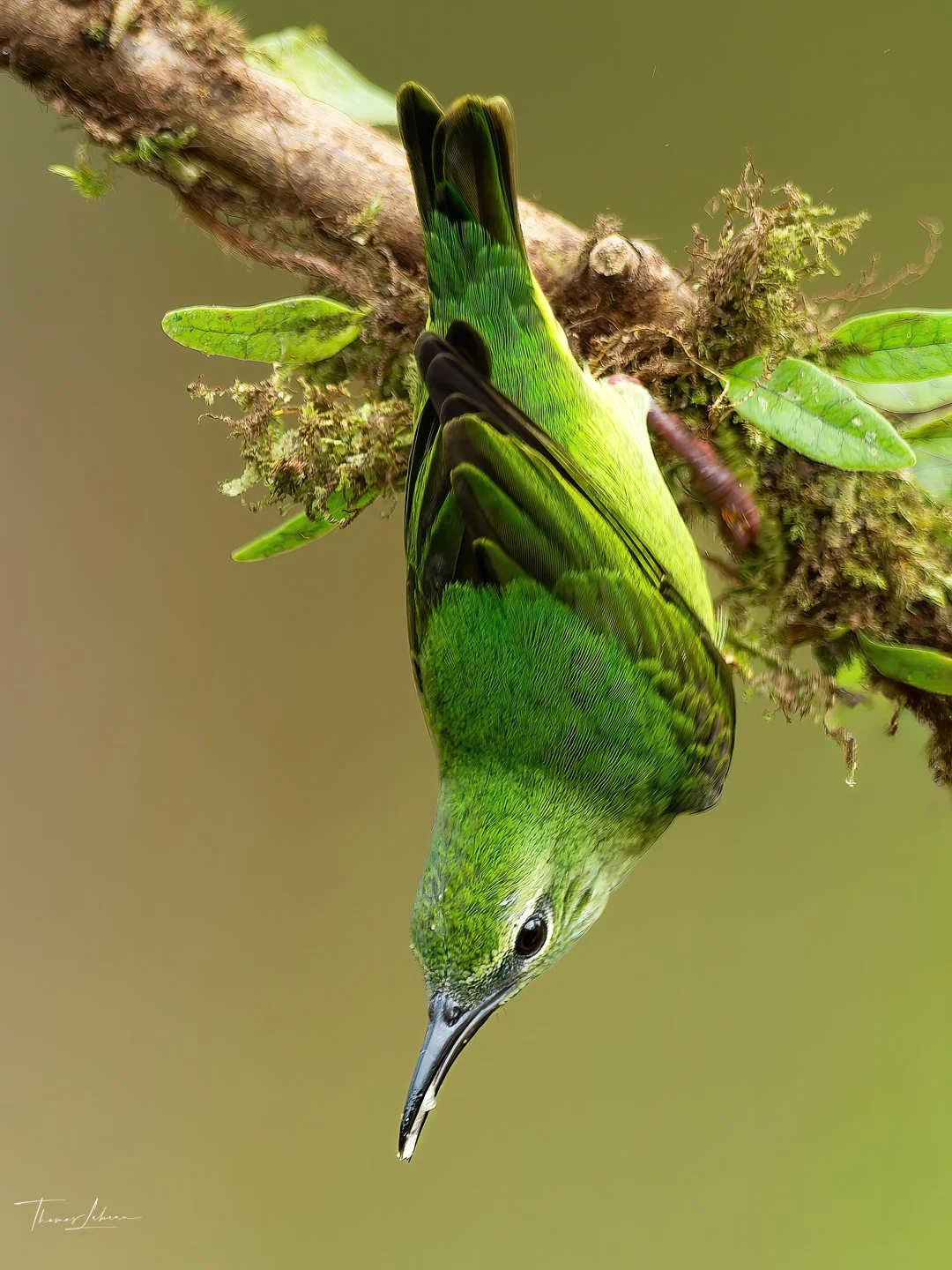 Blue Dacnis, Caribbean slopes, north eastern Costa Rica