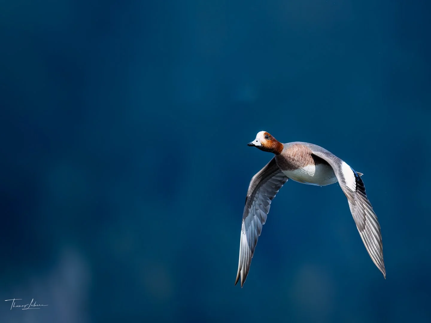 Eurasian Wigeon, Vancouver Island, BC