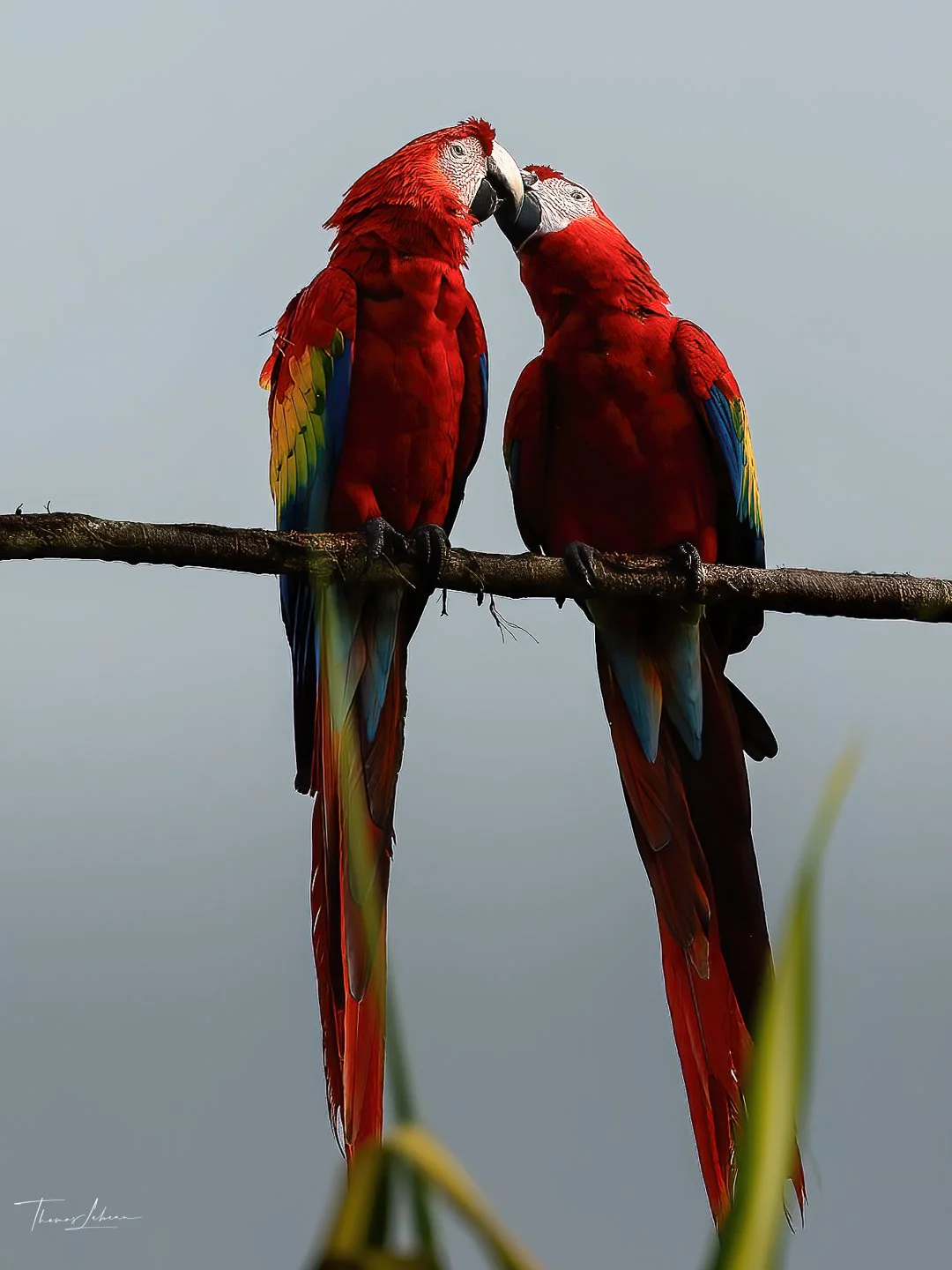 Scarlet Macaw, central Costa Rica