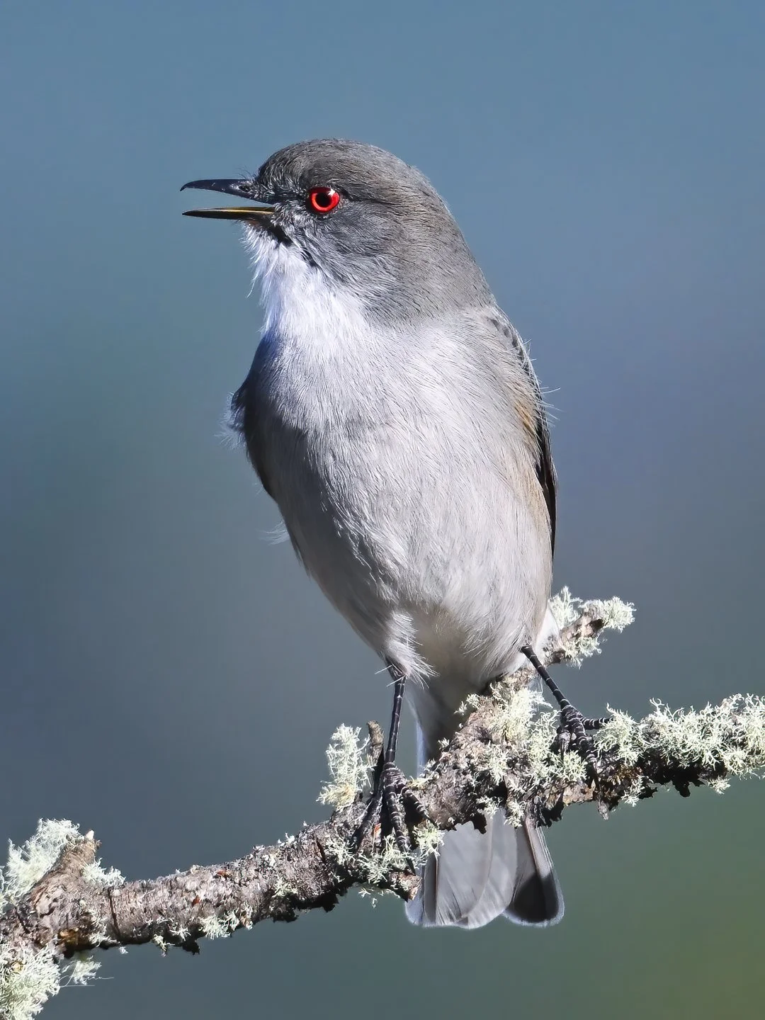 Common Diuca-Finch (Deuce), Torres del Paine (Patagonia)