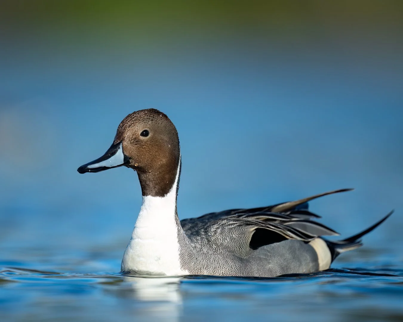 Northern Pintail, Vancouver Island, BC