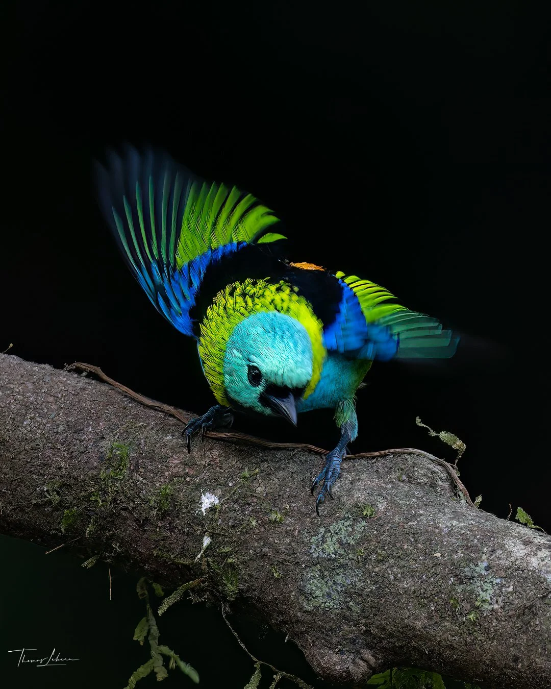 Green-headed Tanager, Atlantic Rainforest, Brazil