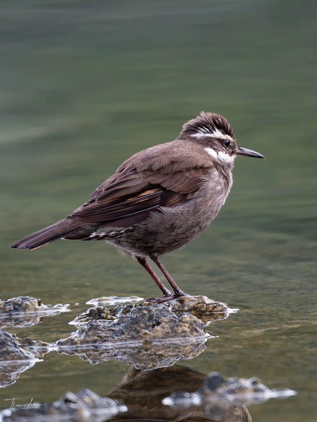 Dark-bellied Cinclodes (Churrete Patagonico), Torres del Paine (Patagonia)