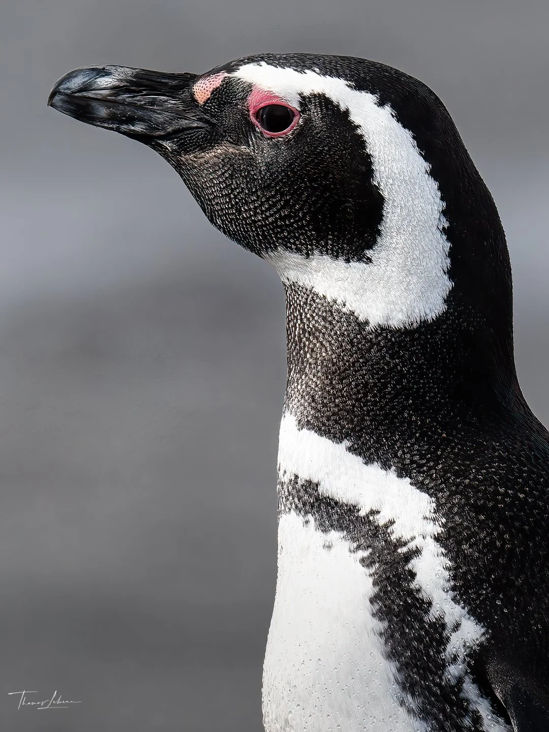 Magellanic Penguin, Sea Lion Island, Falklands