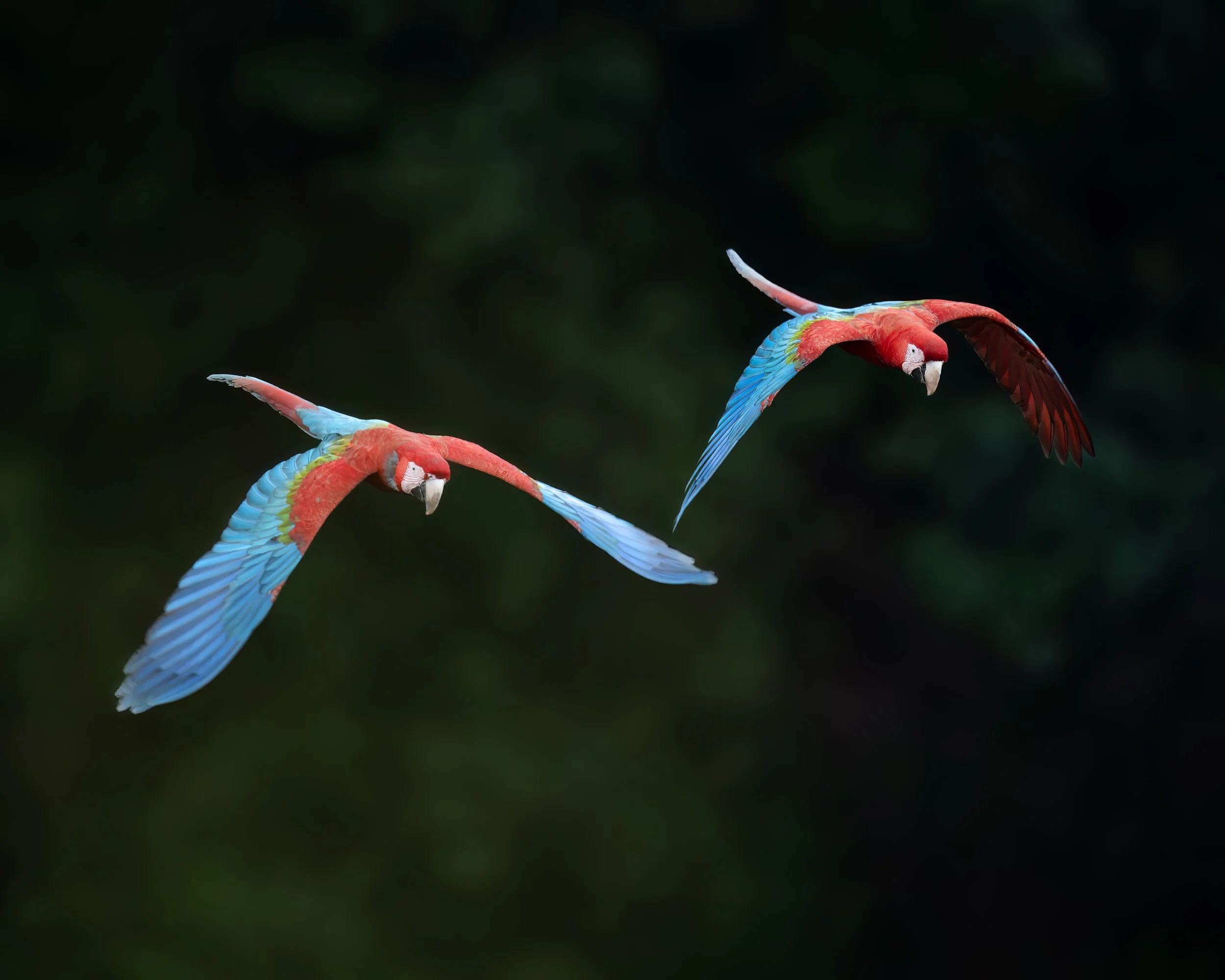 Macaws, Chapada dos Guimaraes, Pantanal, Brazil