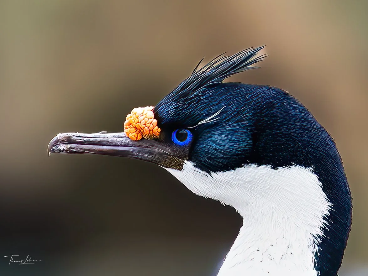 Imperial Cormorant, Rockhopper colony, Bleaker Island, Falklands