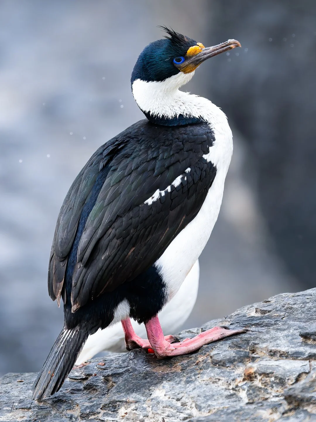 Imperial Cormorant, Rockhopper colony, Bleaker Island, Falklands