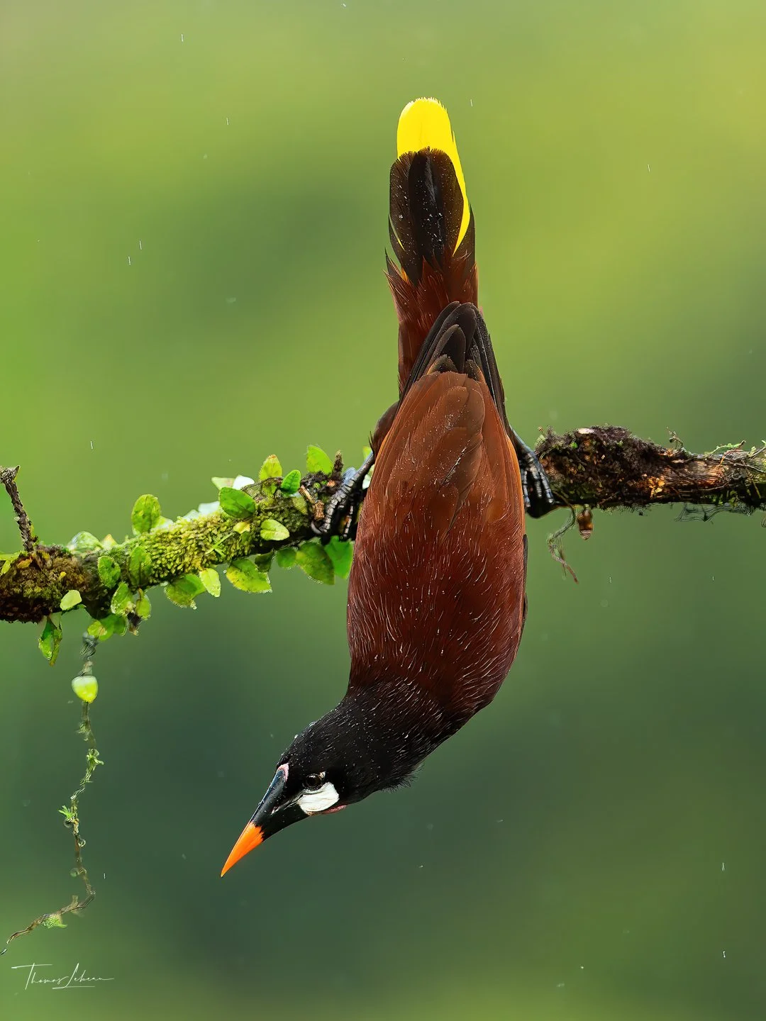 Montezuma Oropendola, Caribbean slopes, north eastern Costa Rica