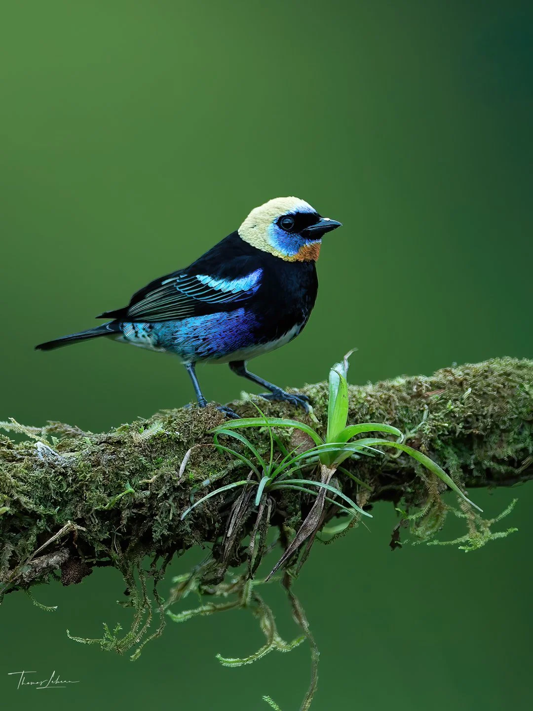 Golden-hooded Tanager, north eastern Costa Rica