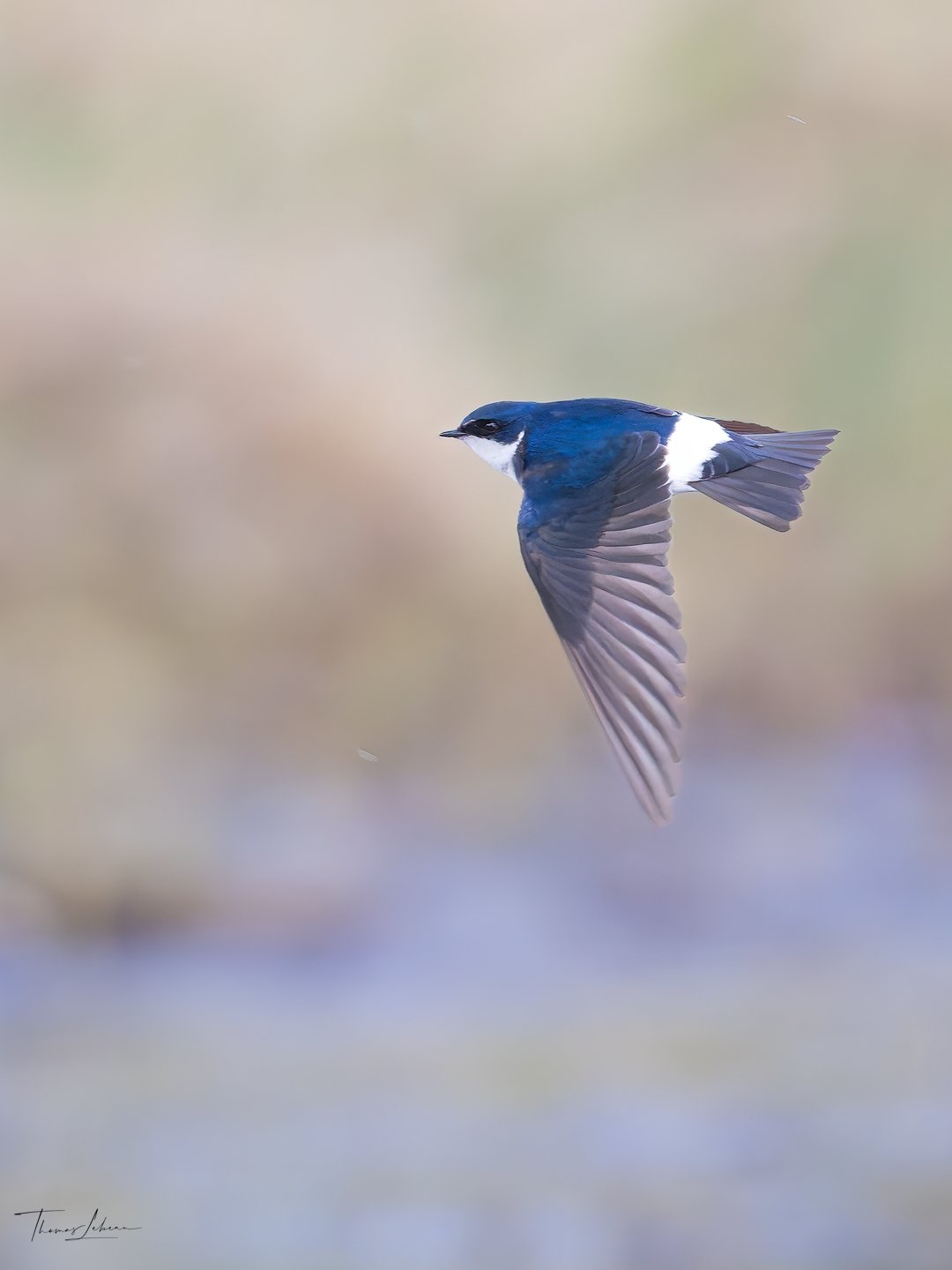 Chilean Swallow, Torres del Paine National Park (Patagonia)