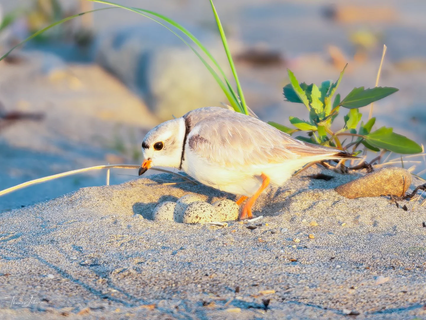 Piping Plover on eggs, Winthrop, MA