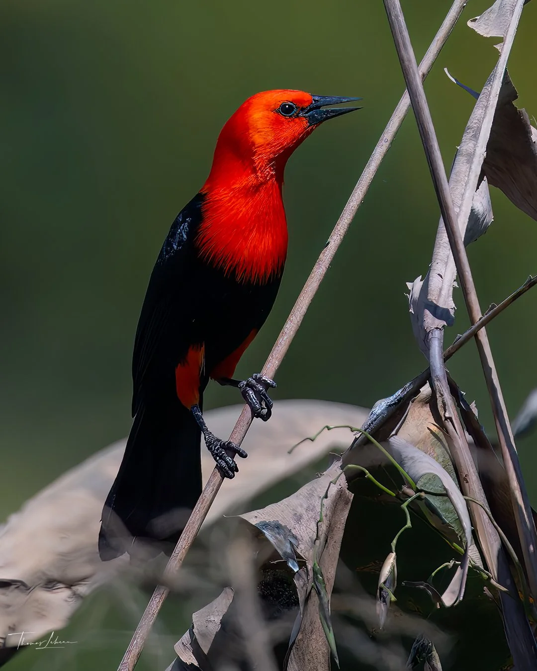 Scarlet-headed Blackbird, Transpantaneira Road, Brazil