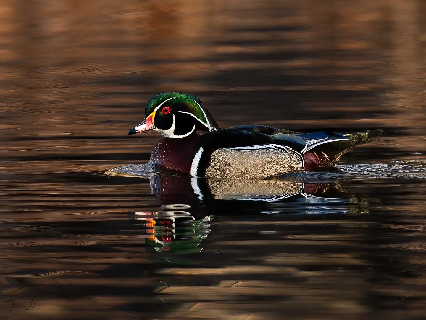 Wood Duck in the fall, Brooks Estate (Medford, MA)