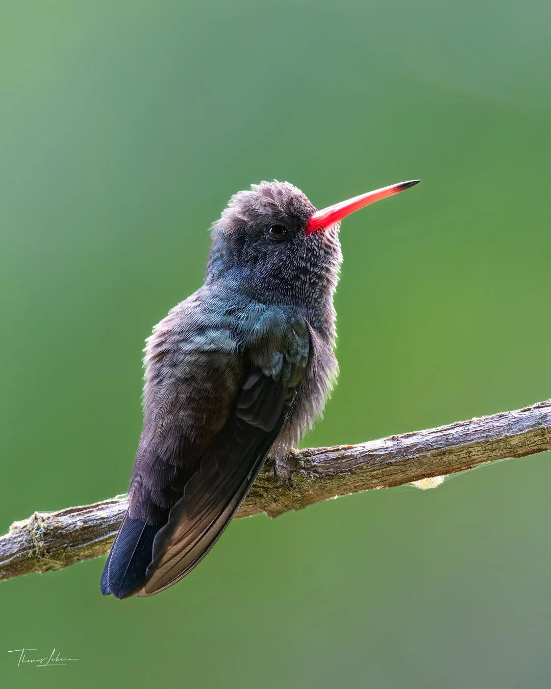 Broad-billed Hummingbird, Atlantic Rainforest, Brazil
